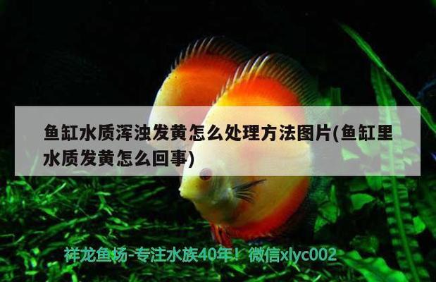 翹頭金龍魚好不好（翹頭金龍魚好不好吃）