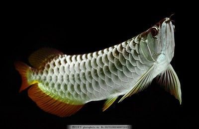 吉安龍魚苗批發(fā)在哪里進貨的（吉安龍魚苗批發(fā)在哪里進貨的呢）