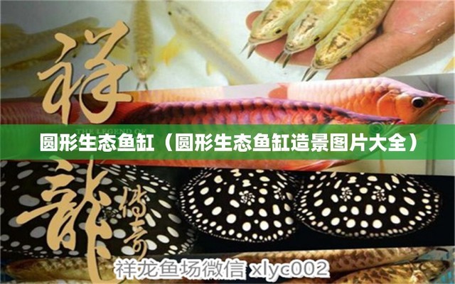 龍魚可以和虎頭鯊一起飼養(yǎng)嗎圖片欣賞（龍魚可以和虎頭鯊一起飼養(yǎng)嗎圖片欣賞視頻）