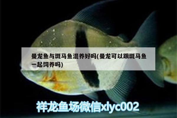 森森的氧氣泵怎么樣（森森氧氣泵202怎么樣）