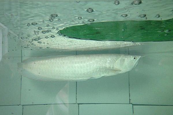 鶴壁市淇濱區(qū)至尊水族館（鶴壁市淇濱區(qū)至尊水族館電話）