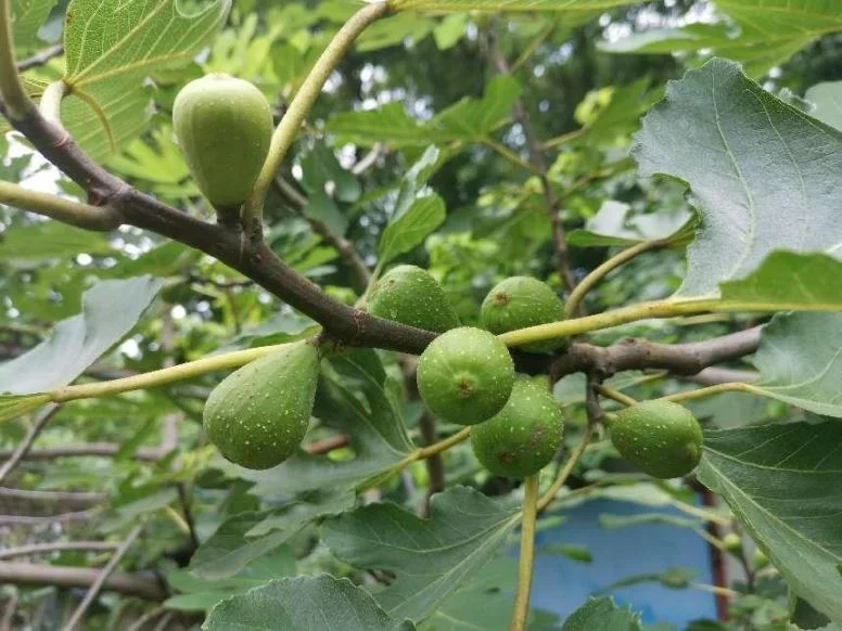 无花果真的没有“花”吗？带你走进神奇的植物世界