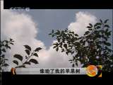 天网 天网 2010年 第220期 谁动了我的苹果树