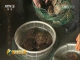 消费主张 《消费主张》 20170411 春色 春食 春滋味：扇贝