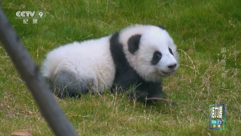 《因为遇见你》 第5集 圆滚滚的一天