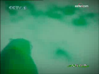 人与自然 人与自然 北极熊捕食海豹的真实场面