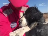 军事纪实 《军事纪实》 20180216 军中状元360——2018季 军犬总动员②