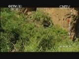 动物世界 《动物世界》 20140926 草原霸主-狮子（三）