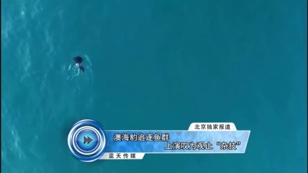 蓝天娱乐快报 2016 7月 澳海豹追逐鱼群 上演叹为观止