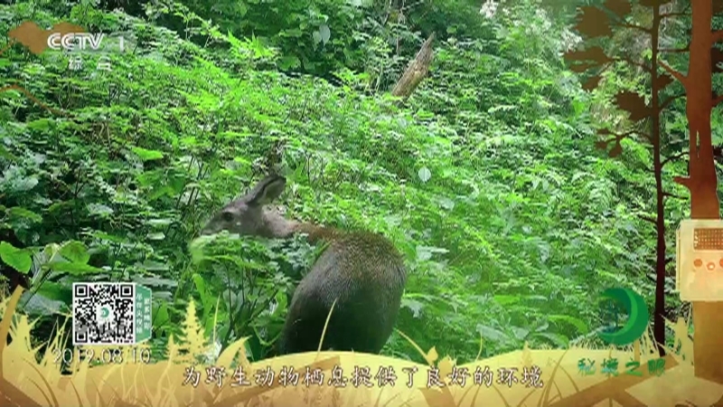 秘境之眼 《秘境之眼》 林麝 20220511