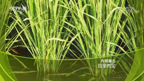 走近科学 《走近科学》 20190828 田里有宝