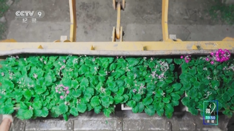 《公园城市和我》 第6集 城市花语