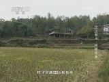 地理中国 《地理中国》 20140717 巴山蜀水——茨塘怪象
