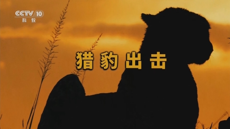 自然传奇 《自然传奇》 20251015 猎豹出击
