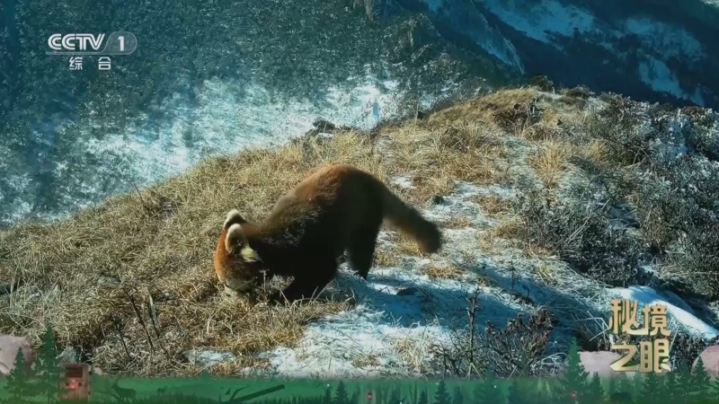 秘境之眼 《秘境之眼》 小熊猫 20260210