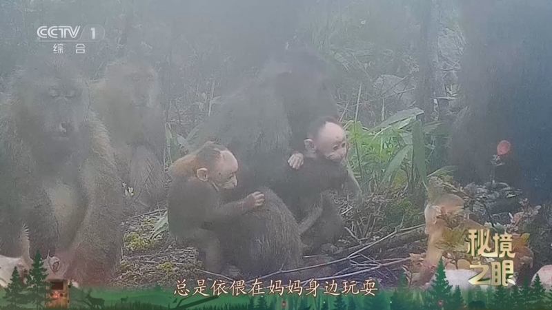 秘境之眼 《秘境之眼》 藏酉猴 20251011