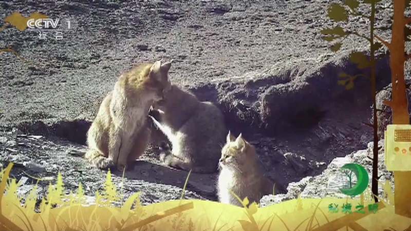 秘境之眼 《秘境之眼》 荒漠猫/驼鹿/狍 20230513