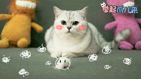 举起爪儿来 4招摆脱猫毛困扰