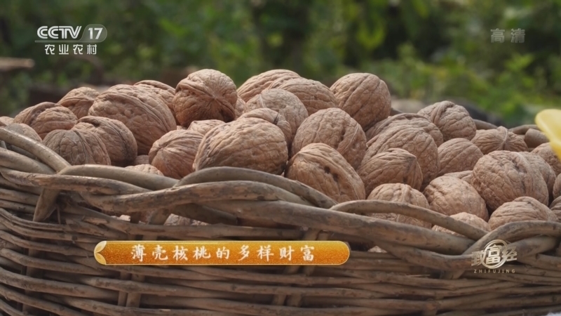 致富经 《致富经》 20221117 薄壳核桃的多样财富