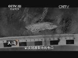 天网 《天网》 20140730 U盘里的真相