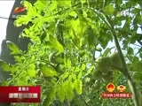 新疆新闻联播 《新疆新闻联播》 20180304