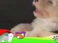 狗狗日记 第35天 再见！大家再见