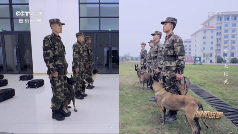 国防故事 《国防故事》 20201224 警犬大比武