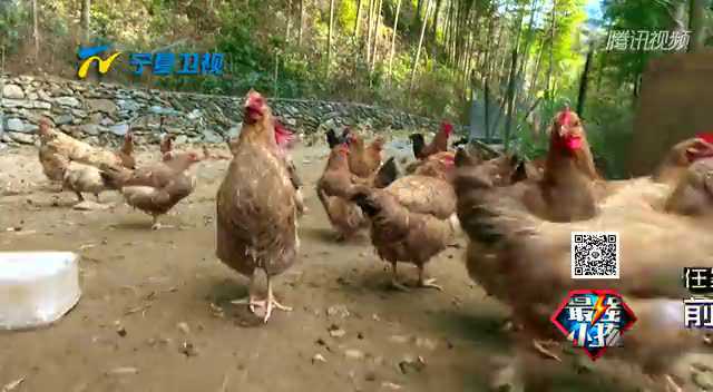 最强小孩 “武松”助阵砍竹子 小伙伴摔碎鸡蛋遭狠批