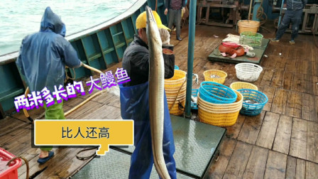 南澳岛赶海日记 价值百万的大船捕鱼全过程，其中一条2米长大鳗鱼，价值过千元以上