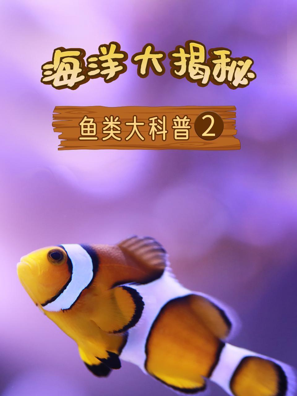 海洋大揭秘之鱼类大科普2