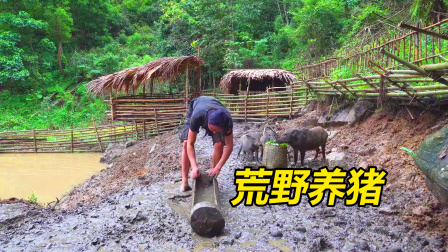 荒野森山隐居，养猪种菜无忧无虑