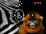动物世界 《动物世界》 20110816