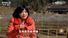 致富经 [致富经]五朵金花去养猪 20160519