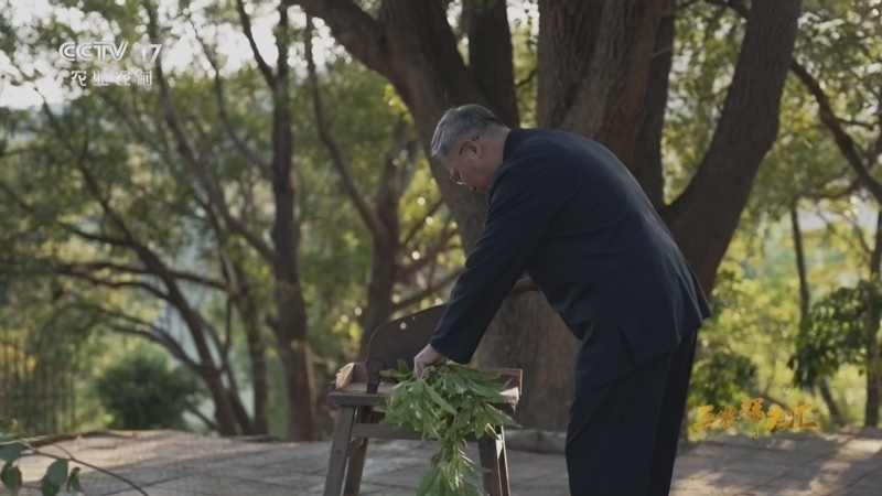 《三农群英汇》 20260405 岭南本草富山间——此生只为一滴“油”