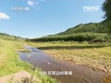 地理中国 《地理中国》 20150314 会移动的古树