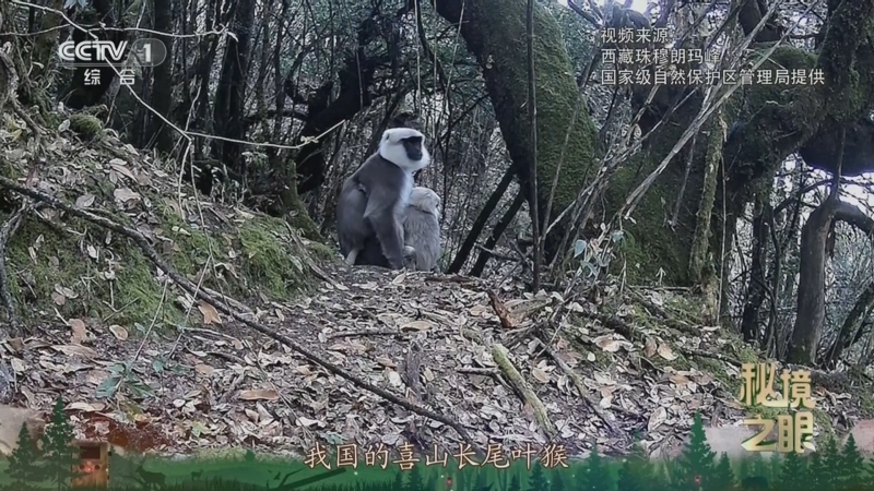 秘境之眼 《秘境之眼》 喜山长尾叶猴 20250522