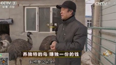致富经 [致富经]养独特的鸟 赚独一份的钱 20161228