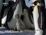 动物世界 《动物世界》 20180404 冰雪王国里的童话