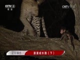 人与自然 《人与自然》 20160918 漫漫成长路（下）