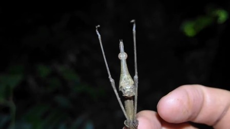 中国科学院动物学博士带你夜探亚马孙雨林