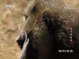 动物世界 《动物世界》 20180630 猎手求生记