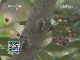 我爱发明 《我爱发明》 20141030 巧采花椒