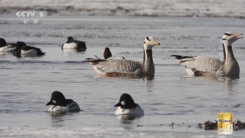 《青海湖生命之歌》