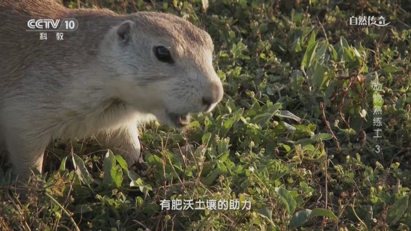 自然传奇 《自然传奇》 20240107 动物熟练工3