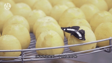 由新埔小镇做出来的柿饼 吃起来的每一口都有幸福的味道