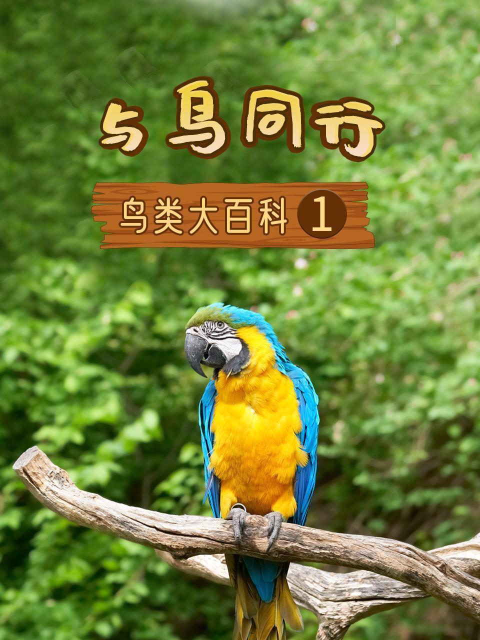 与鸟同行之鸟类大百科1