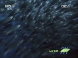 人与自然 《人与自然》 20150907 自然发现：南太平洋 -- 无尽的蔚蓝（上）
