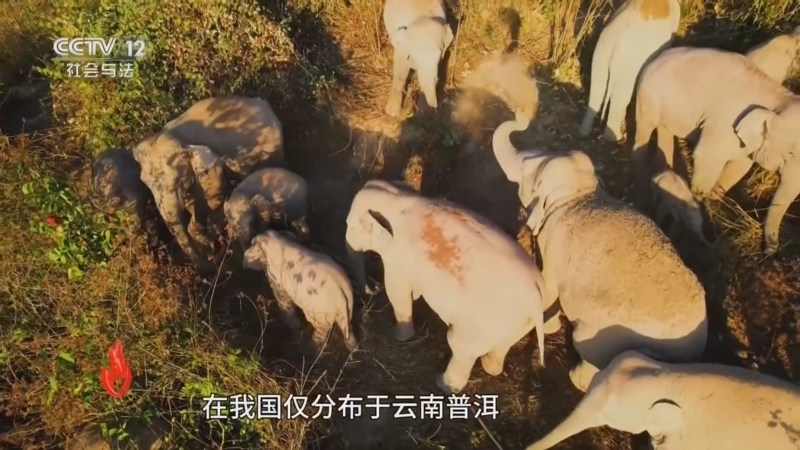 《道德观察(日播版)》 20251225 与象同行（下）