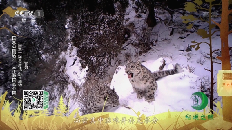 《秘境之眼》 丹顶鹤/野牦牛/藏狐/荒漠猫/雪豹 20211012
