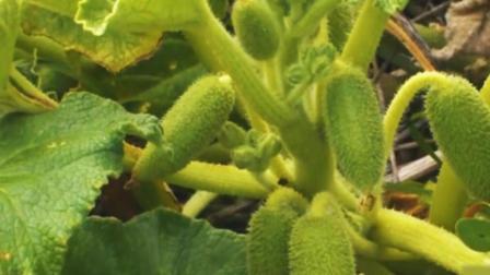 这植物能将种子喷射15米远 现实中的豌豆射手啊